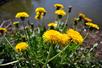 Dandelions blooming in the bank of the river, spring sunny day, Ukraine