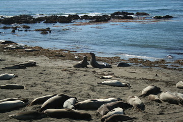 Naklejka premium Elephant seal mating season 