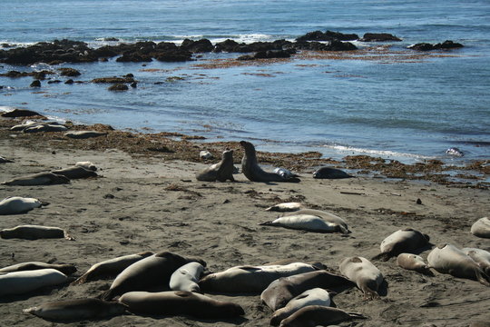 Elephant Seal Mating Season 