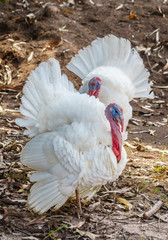 Turkey