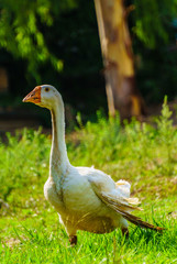 goose