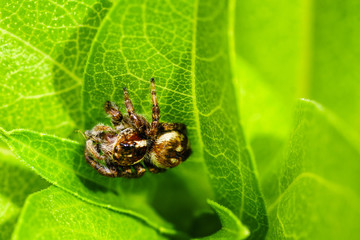 spider