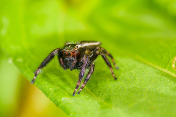 spider