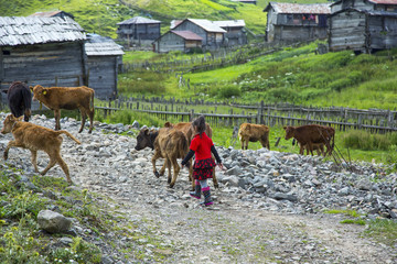 Mountains of Republic of Georgia 