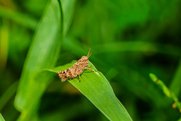 grasshopper