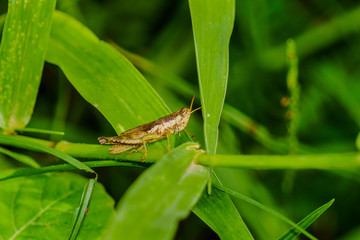 grasshopper