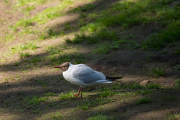 A beautiful adult black headed gull in the park