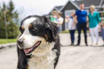 A Bernese Mountain dog with family blur on the back