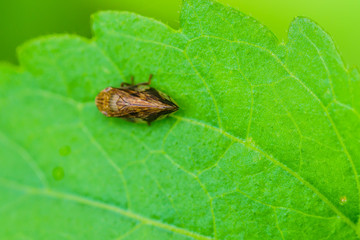 Insect