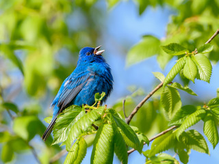 Indigo Bunting Calling