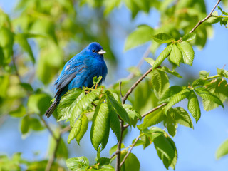 Indigo Bunting
