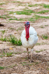 Fototapeta premium Turkey