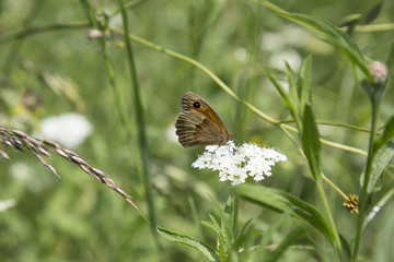 Papillon le Myrtille