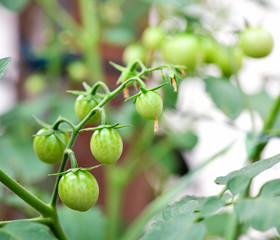 Tomatoes on the tree
