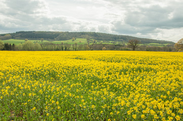Yellow canola crops in the British countryside.
