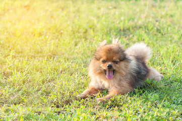 Puppies Pomeranian to yawning and to be sleepy on grass