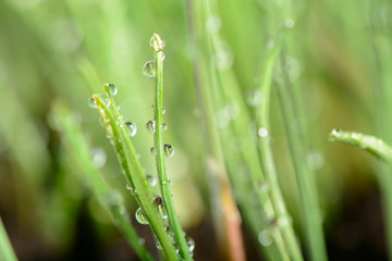 Water drops on green grass