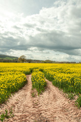 Fototapeta na wymiar Yellow canola crops in the British countryside.