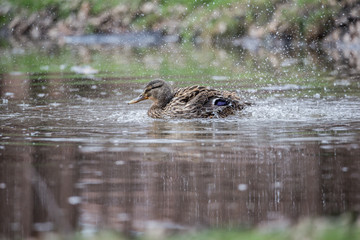 Female Mallard Duck splashing with water droplets
