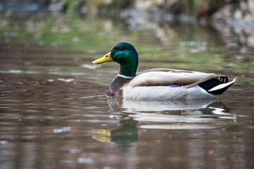 Fototapeta premium Wild Male Duck(Mallard) 