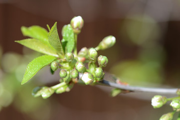 Flower buds on a branch of a cherry tree close up