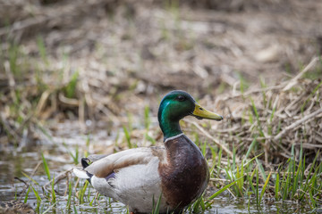Wild Male Duck(Mallard)
