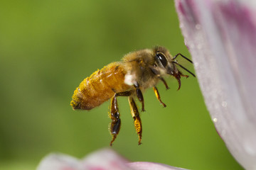 Honey Bee in flight