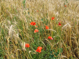red poppies