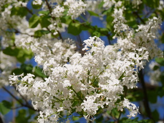 Beautiful freshly blooming white lilac flowers under the blue sky