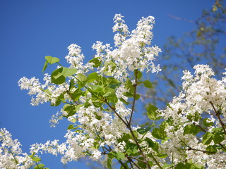Beautiful freshly blooming white lilac flowers under the blue sky
