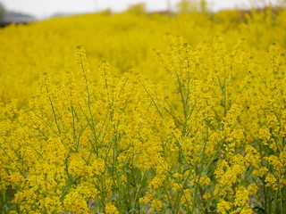 Obraz premium Bright yellow canola flowers blooming beautifully in wild field