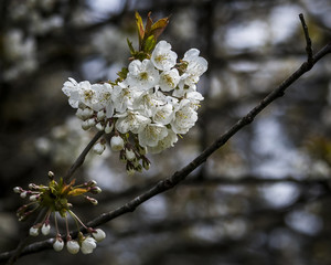 White Flower Closeup