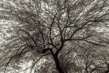 Sky of Branches