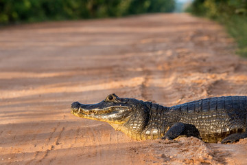 Brillenkaiman auf Transpantaneira Strasse, Pantanal