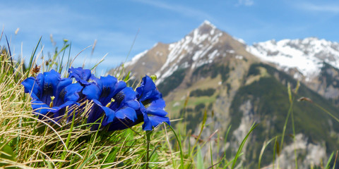 blauer Enzian Alpenblumen als Panorama