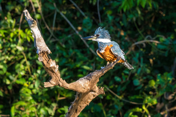 Eisvogel im Pantanal