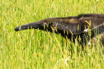 Grosser Ameisenbär im hohen Gras, Pantanal