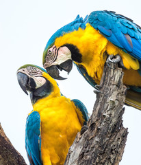 Wilde Gelbbrustaras im Pantanal, Brasilien