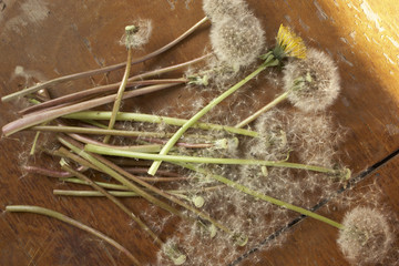 A bouquet of fluffy and yellow dandelions in the bank
