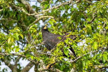 Schwarzbussard in Baum, Pantanal