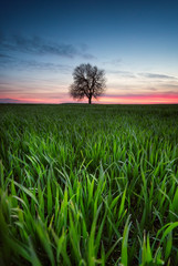 Alone in the field /
Sunset view of a spring field with a lonely tree near Varna, Bulgaria