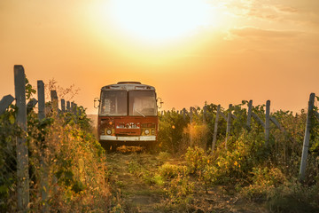 Old bus among the vineyard. Lovely red orange sunset, soft sunlight, grapevine.
