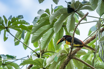 Braunohr-Arassari im Pantanal © schame87