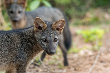 Südamerikanischer Krabbenfuchs im Pantanal