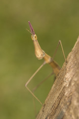 stick insect phasmatodea macro closeup detail