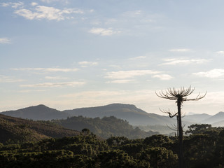 view of mountains with araucaria tree at dusk