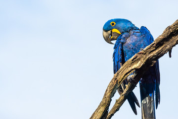 Hyazinth-Ara im brasilianischen Pantanal
