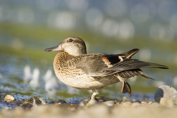 Green-winged teal