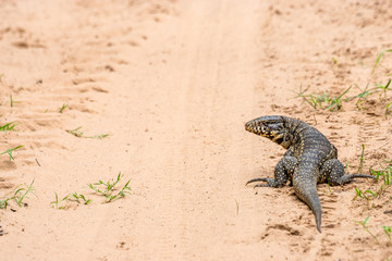Schwarzweisser Teju auf der Strasse im Pantanal