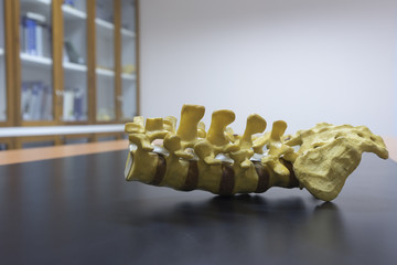 Lumbar spine model